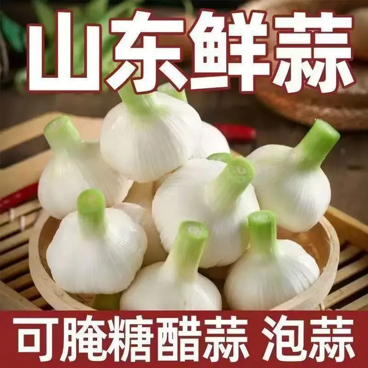 山东紫白皮2025新鲜嫩蒜湿蒜可腌制糖蒜咸蒜腊八蒜大蒜