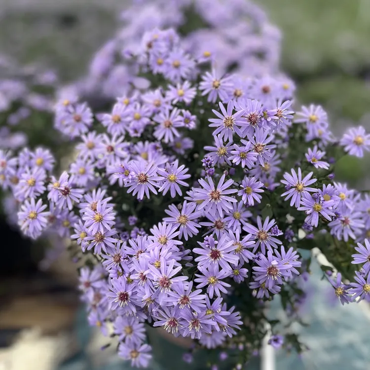 小卡罗柳叶白婉庭院阳台花园花镜植物