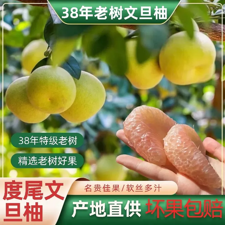 正宗度尾文旦柚新鲜当季采摘红心蜜柚现摘现发酸甜多汁孕妇水果