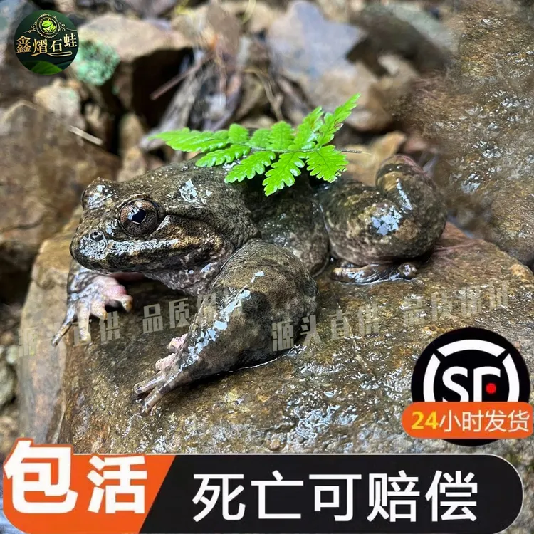 鲜活泉养生鲜大山蛙石鳞石洞孩子学走路顺丰包邮福建南平