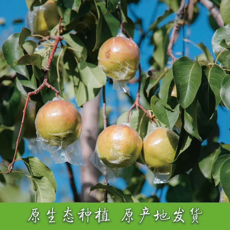 【407720-01】玉露香梨新鲜采摘皮薄核小酥脆甜多汁爽口6颗5斤