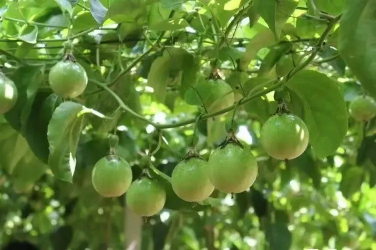 潮汕百香果香甜多汁当季新鲜水果