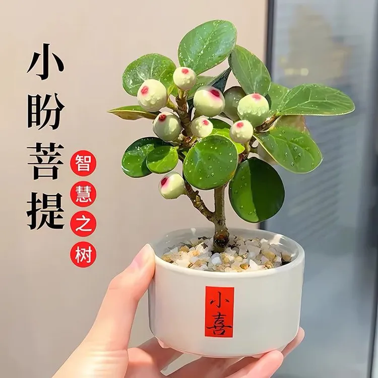 小盼菩提绿植盆栽带果菩提树陶瓷花盆中式禅意桌面好养摆件办公室