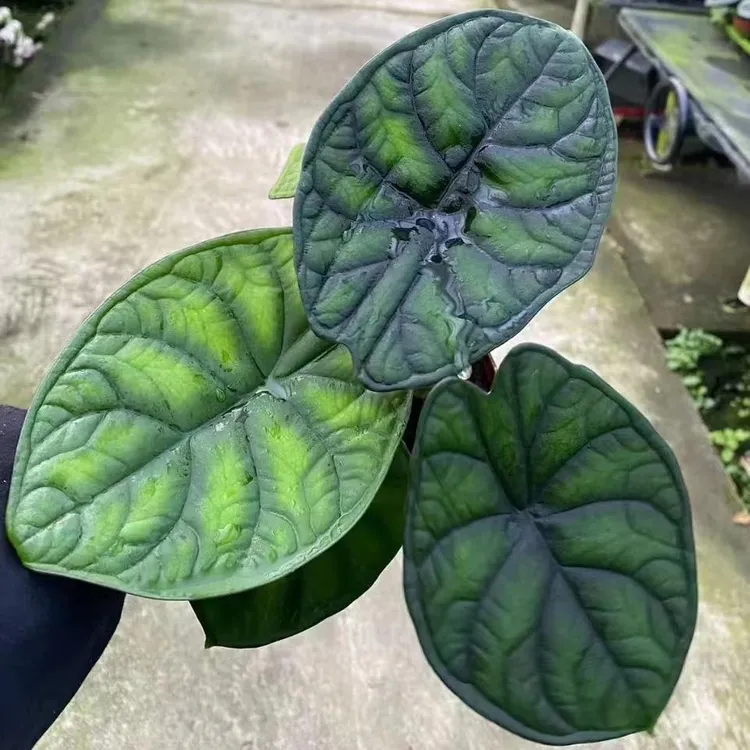 神盾海芋龙鳞海芋除甲醛观叶植物盆栽室内客厅热植室内好养活