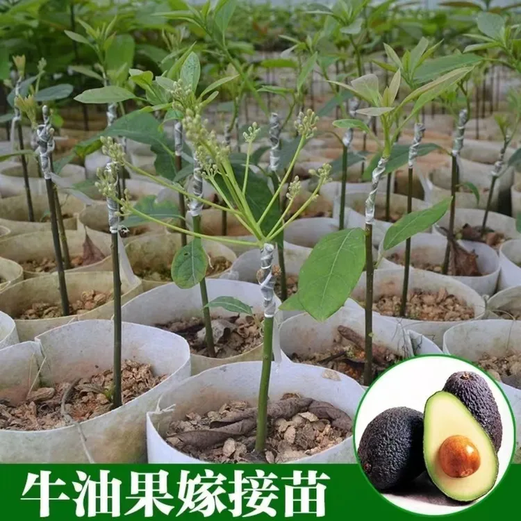 哈斯牛油果树苗中国牛油果之乡云南孟连直发带土球盆栽地栽果树苗