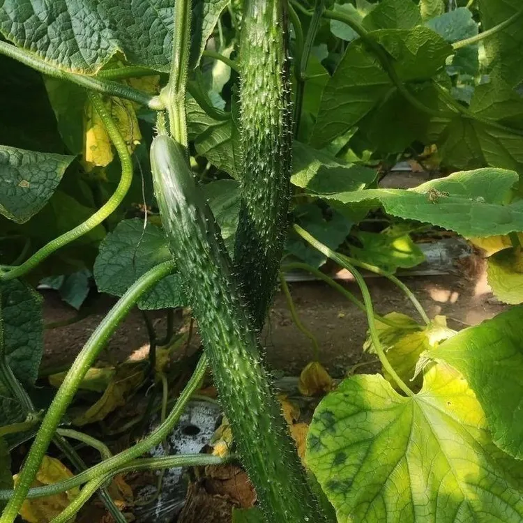 黄瓜新鲜贵州农家自种青瓜带刺水果黄瓜批发应季水果新鲜黄瓜生吃