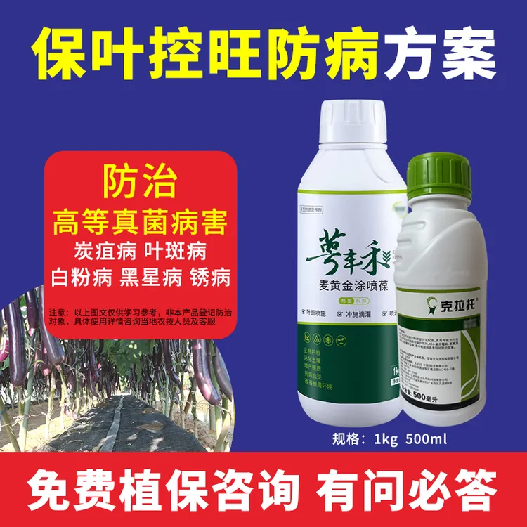 保叶控旺防病方案麦黄金涂喷葆炭疽病叶斑病防治真菌病害喷施滴灌
