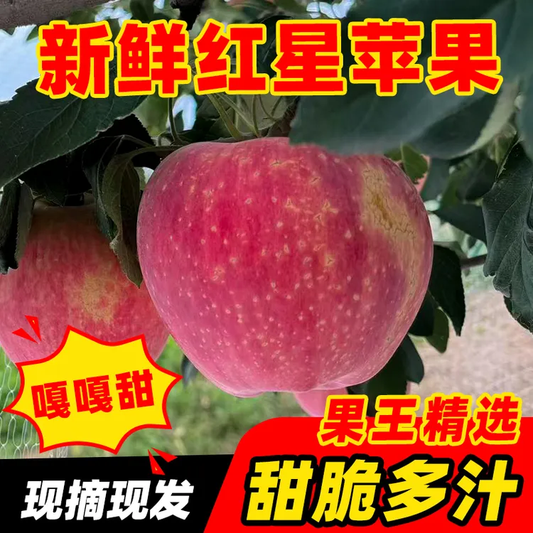 山西运城万荣县红星苹果脆甜多汁粉糯香浓10斤装