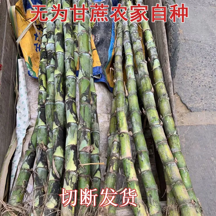 安徽青皮甘蔗无为特产农家自种新鲜上市甜汁水多5斤包邮绿皮老家