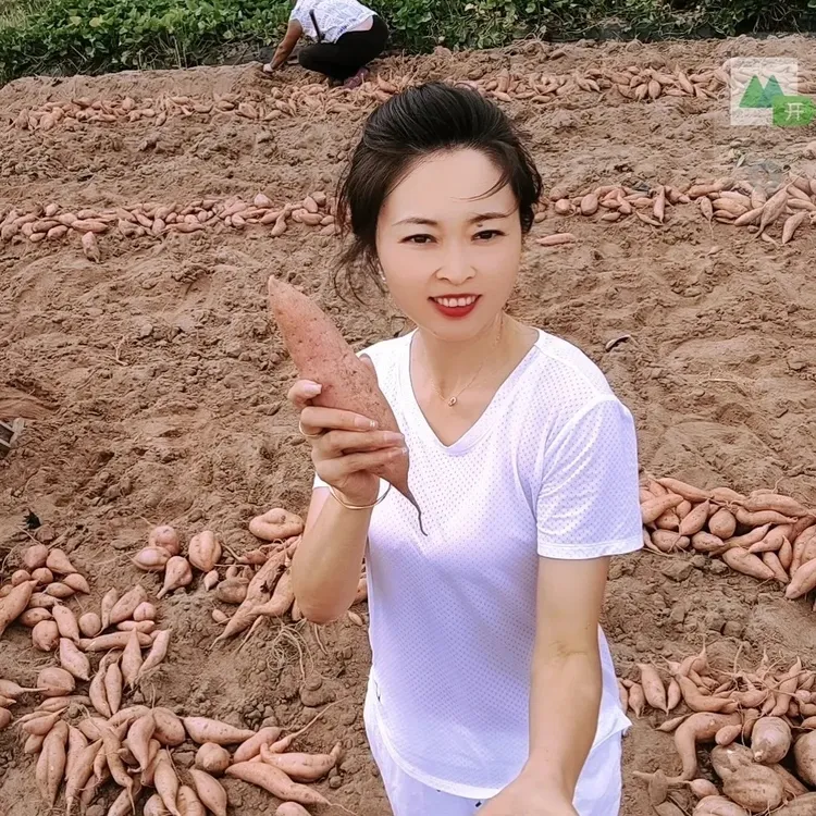 山东威海荣成蜂蜜罐地瓜农家红薯新鲜黄心番薯板栗山芋白皮蜜薯