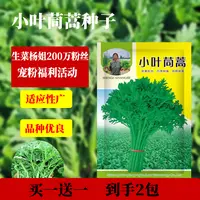 【买一送一】杨姐推荐小叶茼蒿种子可盆栽秋冬茼蒿蔬菜种子