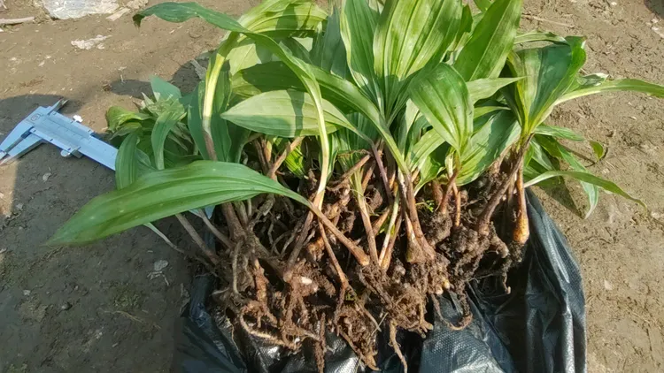 四川紫花毛慈姑苗子（小苗  大苗）批发零售