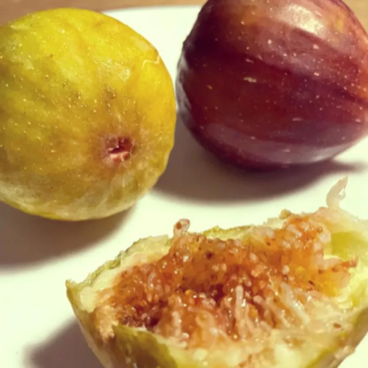 芭劳奈没缺点新手必入好吃好养浓甜纯甜无酸包对版