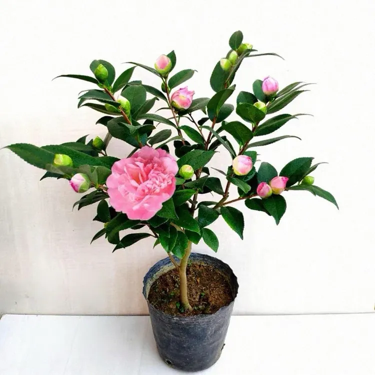 山茶花五色赤丹树苗香妃六角大红紫叶贝拉东方亮秋冬带花苞茶花