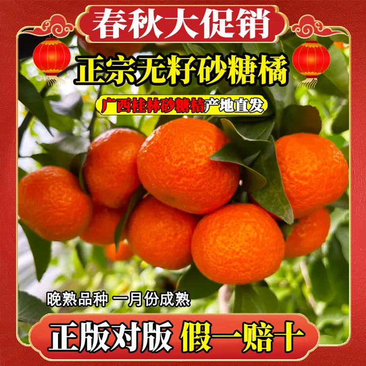 【正宗无籽砂糖橘】广西水果四会砂糖橘幼树桔子树盆栽地栽阳台种植