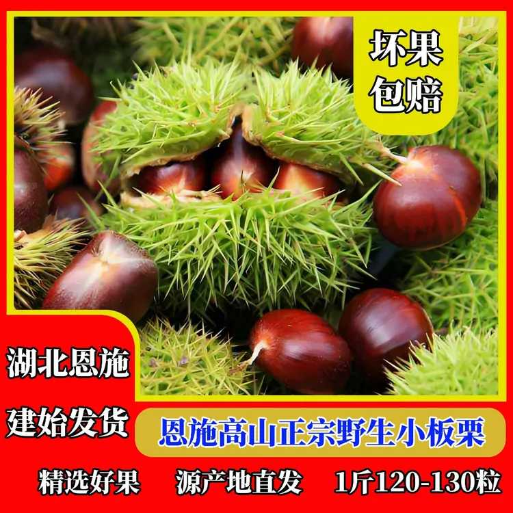 恩施栗子高山老品种野生板栗即食2025新鲜生板栗生吃脆甜锥栗香糯