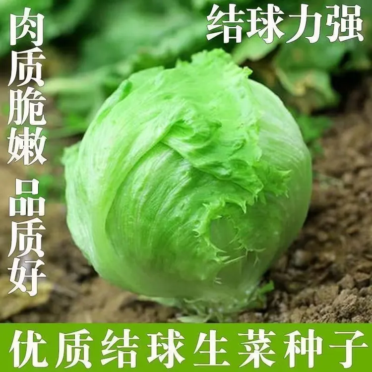 结球生菜甜脆汉堡生菜种子脆嫩爽口生吃生菜种籽盆栽四季农家蔬菜
