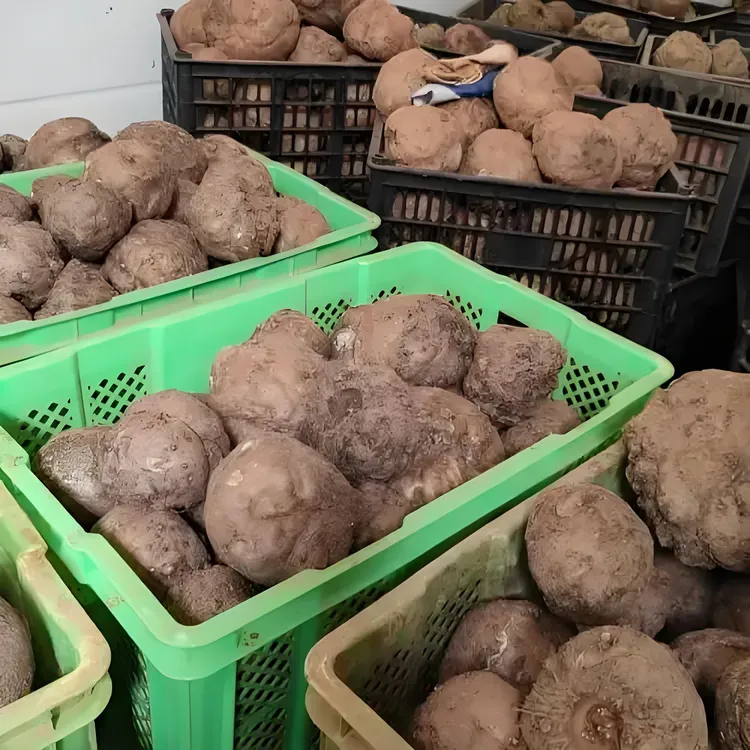 宜昌山区天然魔芋