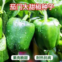 【满五包包邮】茄门甜椒春季播种甜辣椒种子菜椒种籽大肉厚四季