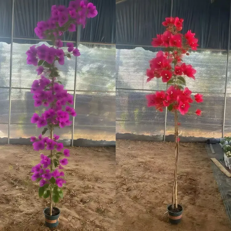一红一紫顺丰包邮三角梅爬藤高飘庭院阳台1.5米左右