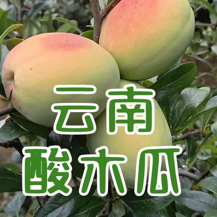 （中果）云南大理洱源当季新鲜老品种红花酸木瓜