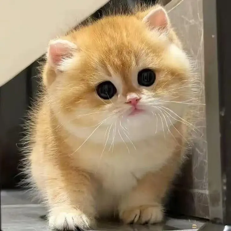 （久利宠物猫）活体宠物猫咪通用链接