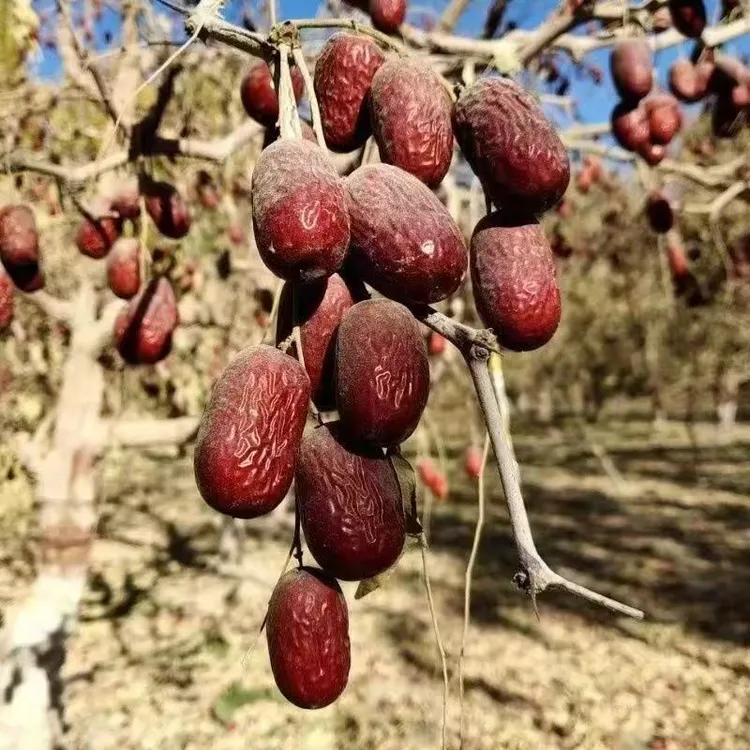 2025年新货新疆直发灰枣自然吊干未清洗红枣