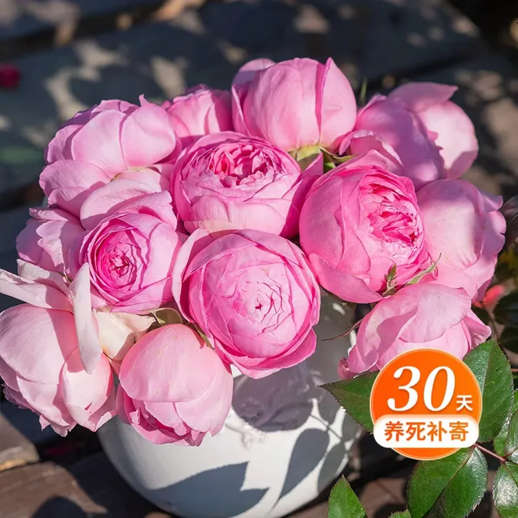 天狼月季 玉环鸣 大花浓香耐热灌木月季盆栽庭院阳台易养