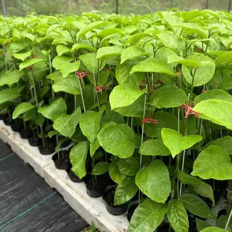 花园植物正黄金9号嫁接苗庭院爬藤带土四季盆栽