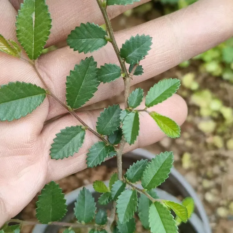 正宗青皮灵芝榆附石专用杯苗小苗开槽附树石打弯提根人物造型