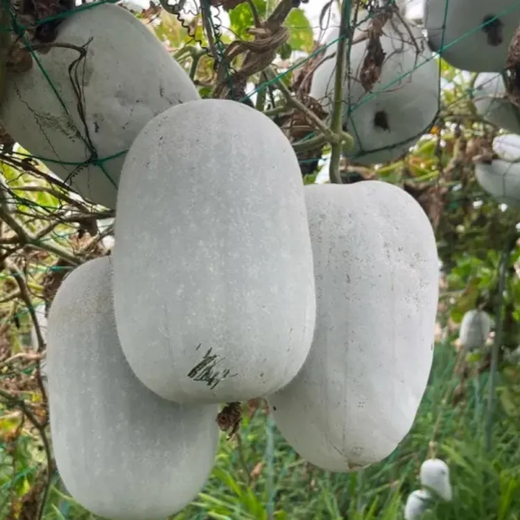 新鲜苹果冬瓜现摘现发可生吃凉拌炖菜的水果冬瓜
