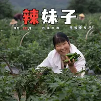 张徽英辣椒辣妹子中辣老式品种辣椒瘪专用辣椒配菜辣椒