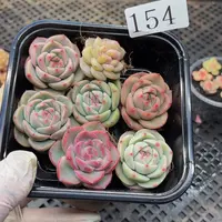 多肉植物多肉植物154