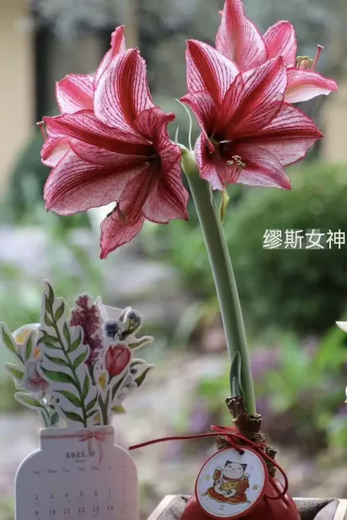 【悠暖花开】蜡封朱顶红精品重瓣进口种球无需水土养护简单新年礼物