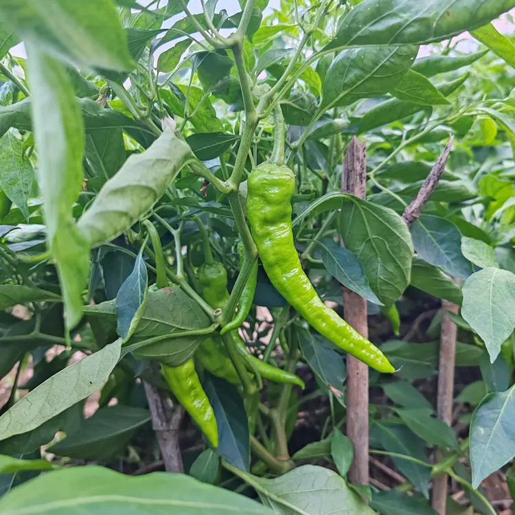 皖南露天农家肥种植蔬菜  顺丰包邮