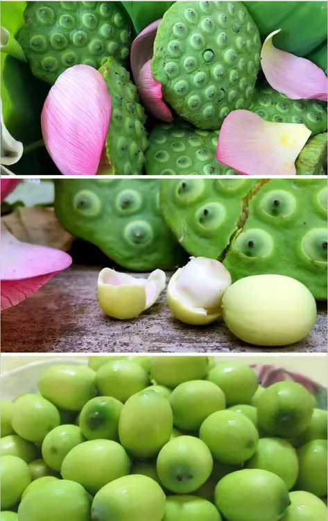微山湖新鲜莲子莲蓬  现摘现发鲜嫩水果莲蓬嫩甜生吃  顺丰包邮