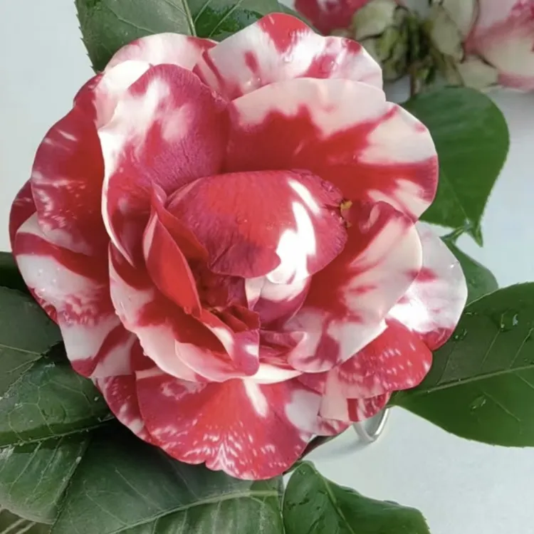 花露珍茶花，去浮土发货。低于零度拍保温，冻死不赔