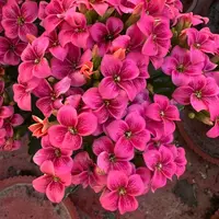 长寿花园～【史莱克】130盆 打顶苗