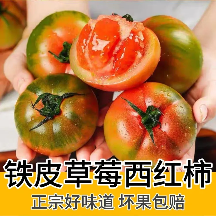 顺丰包邮正宗东北盐碱地柿子酸甜多汁自然熟现摘现发可生吃的番茄