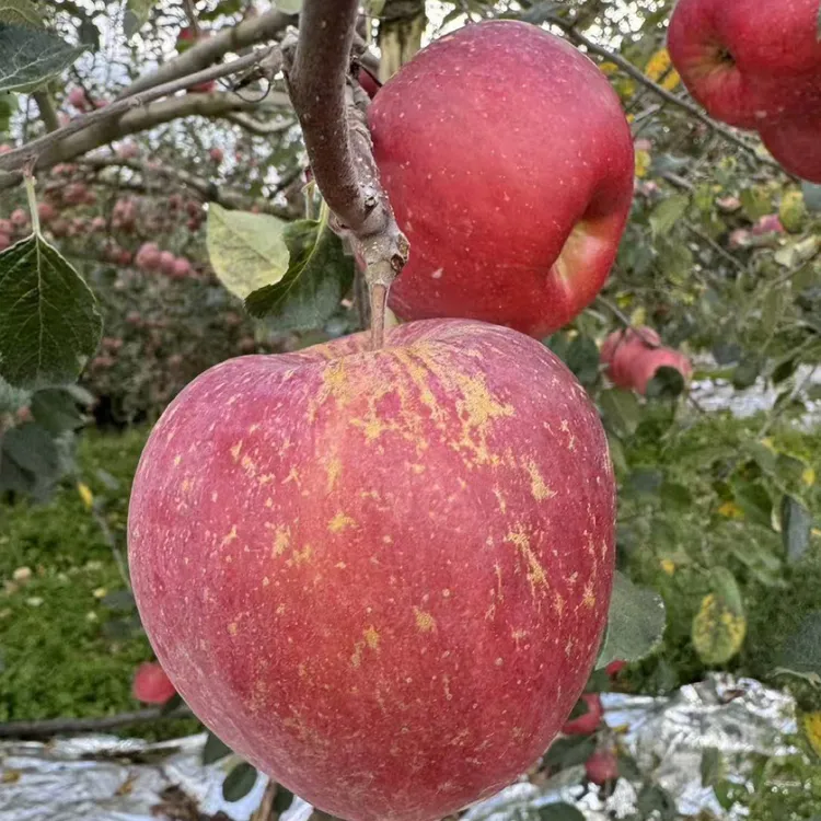 云南昭通丑苹果新鲜采摘新鲜发货