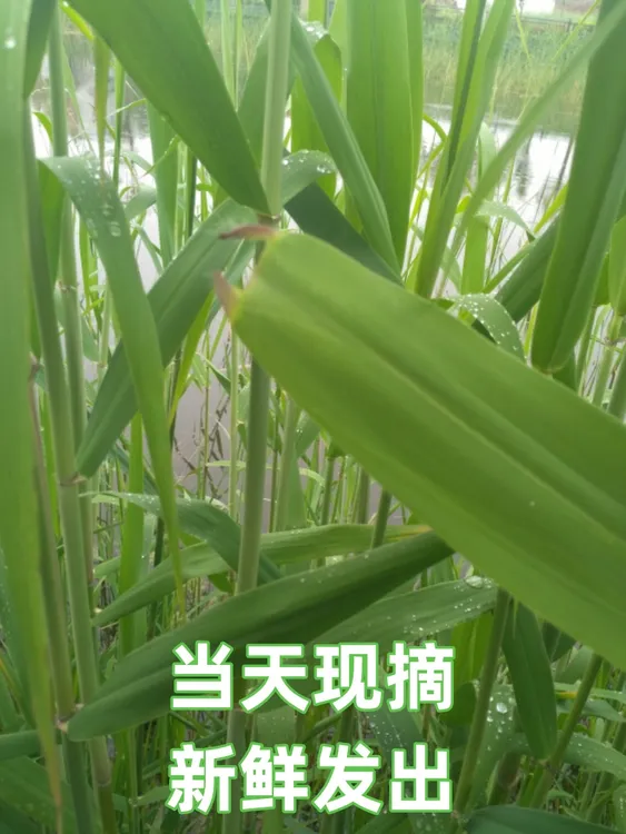 天然野生新鲜粽叶芦苇叶现摘洪泽湖特产柴叶端午包大小粽子的皮