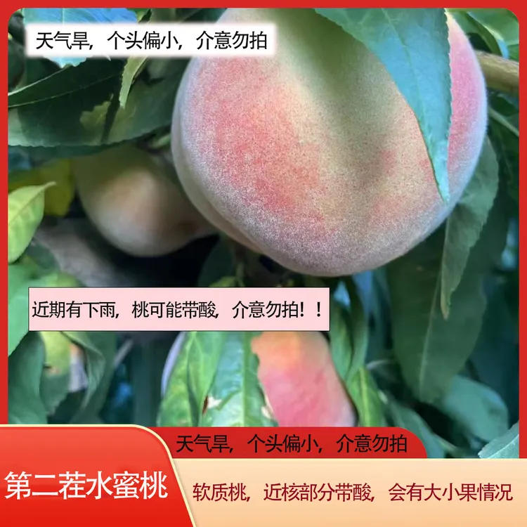 【秋月梨三叔】山西鲜甜水蜜桃4.5斤鲜甜水润生鲜水果香甜桃子