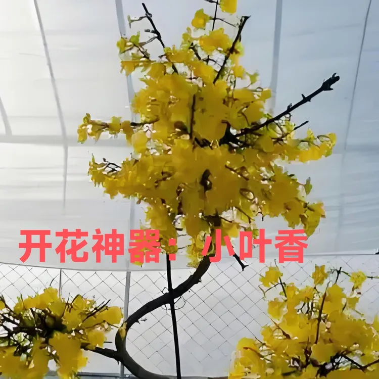 迎春花 小叶香 开花香