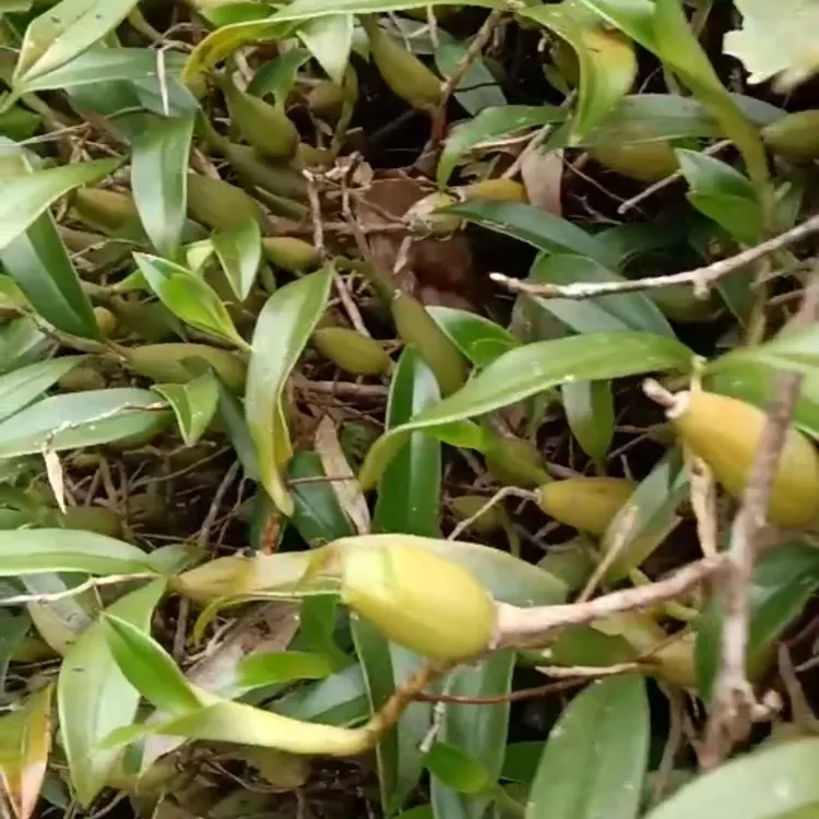 高山自然生长石橄榄双叶