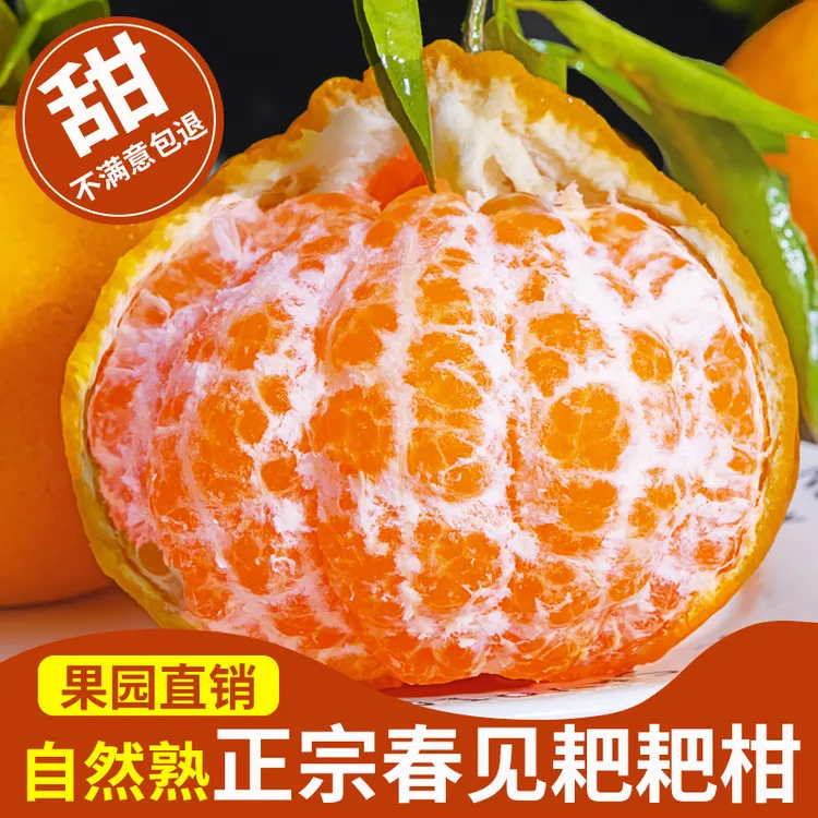 四川蒲江春见耙耙柑新鲜水果多汁爽口自然熟丑橘当季柑橘桔子大果