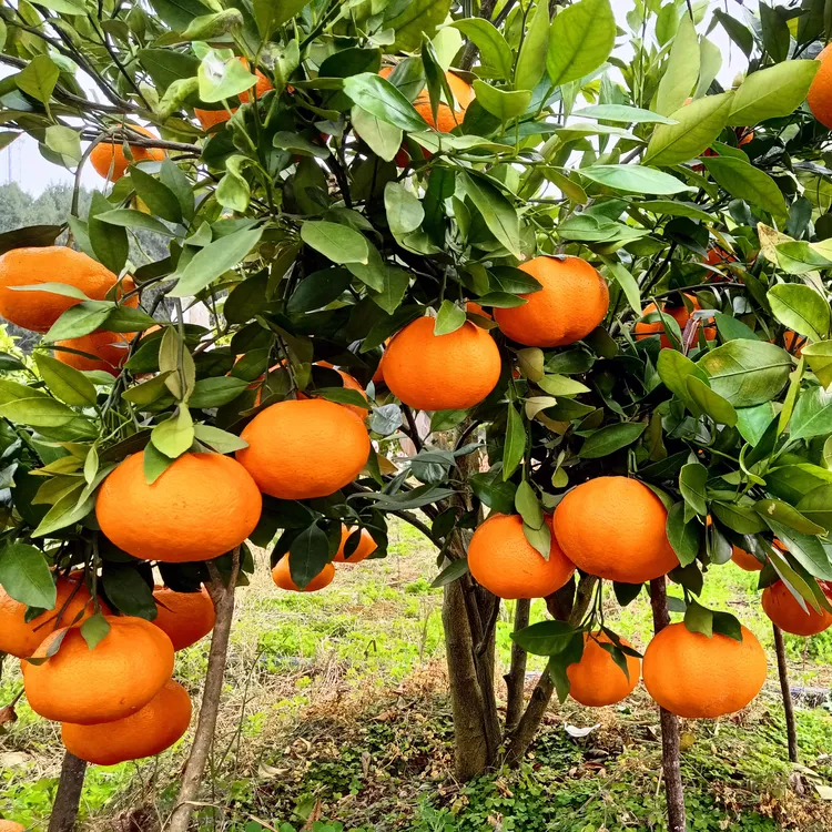 正宗四川甜美人甘平 柑橘皇后皮薄无籽甘甜爆汁 自家果园现摘现发