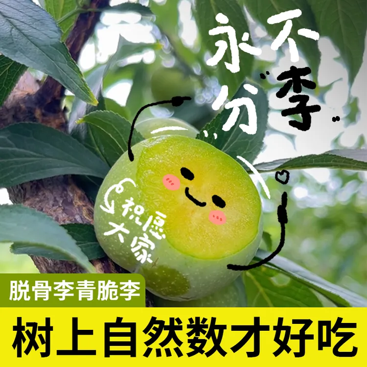 【珍珠棉包装果王】四川脱骨青脆李新鲜应季水果酸甜可口现摘现发