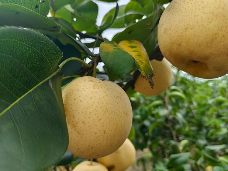 【现摘普通包装】正品黄金梨中果脆甜多汁产地直达新鲜应季水果生鲜