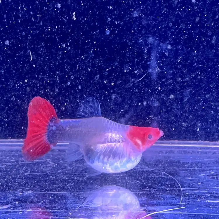 6月龄球体种鱼  深海蓝贵族一对 