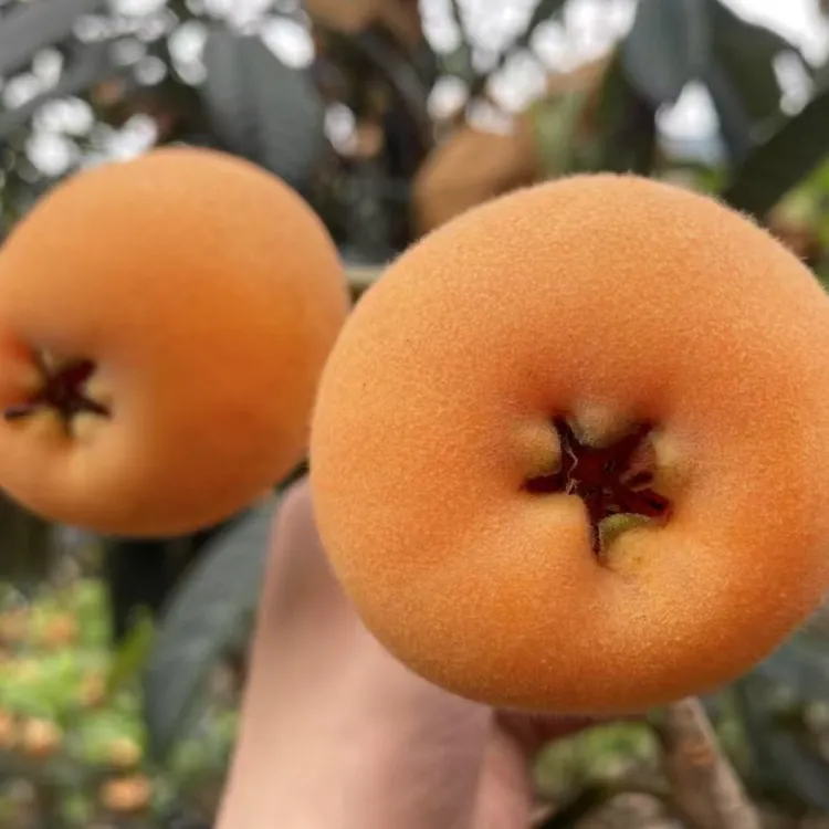 飘飘家～各种树苗